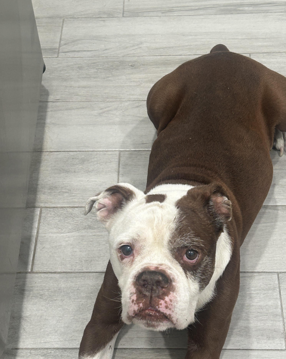 Lost Dog