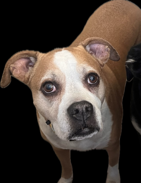 Lost Dog