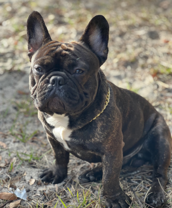 Lost Dog