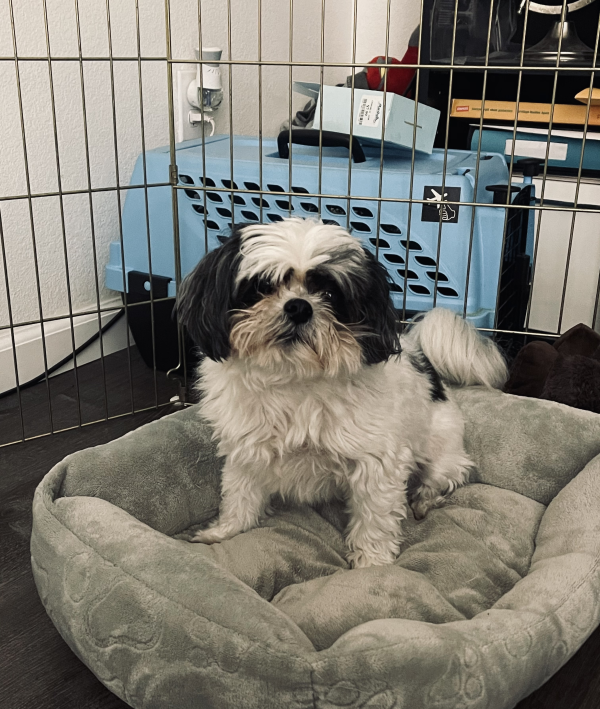 Lost Dog