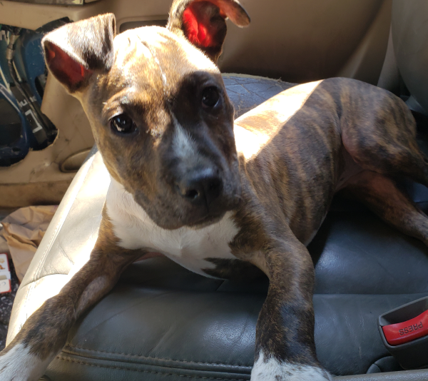 Lost Dog
