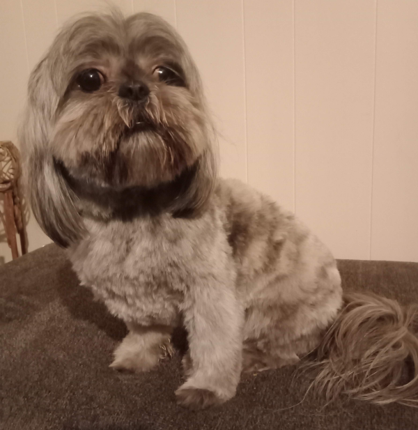 Lost Dog