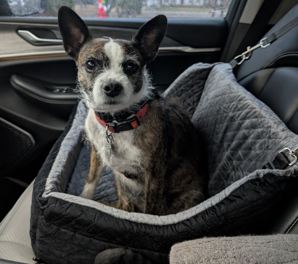 Lost Dog