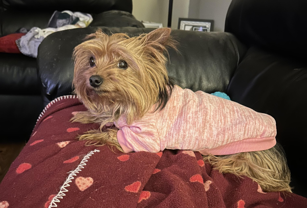 Lost Dog