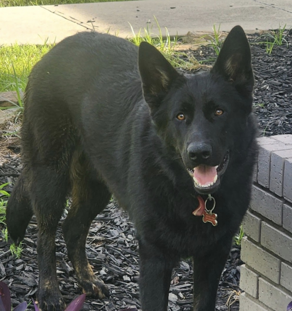 Lost Dog