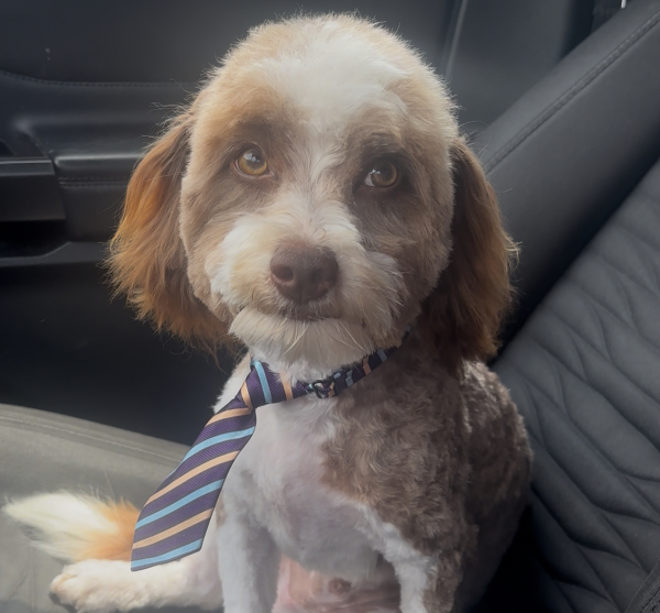 Lost Dog