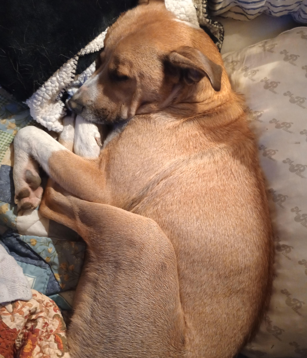 Lost Dog
