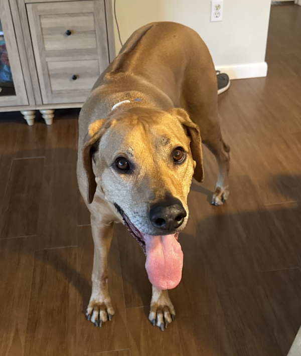 Lost Dog
