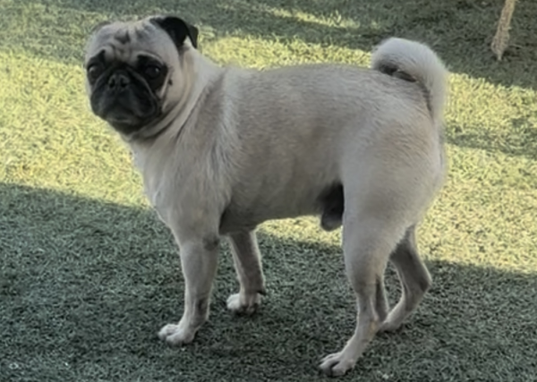 Lost Dog