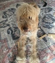 Lost Dog