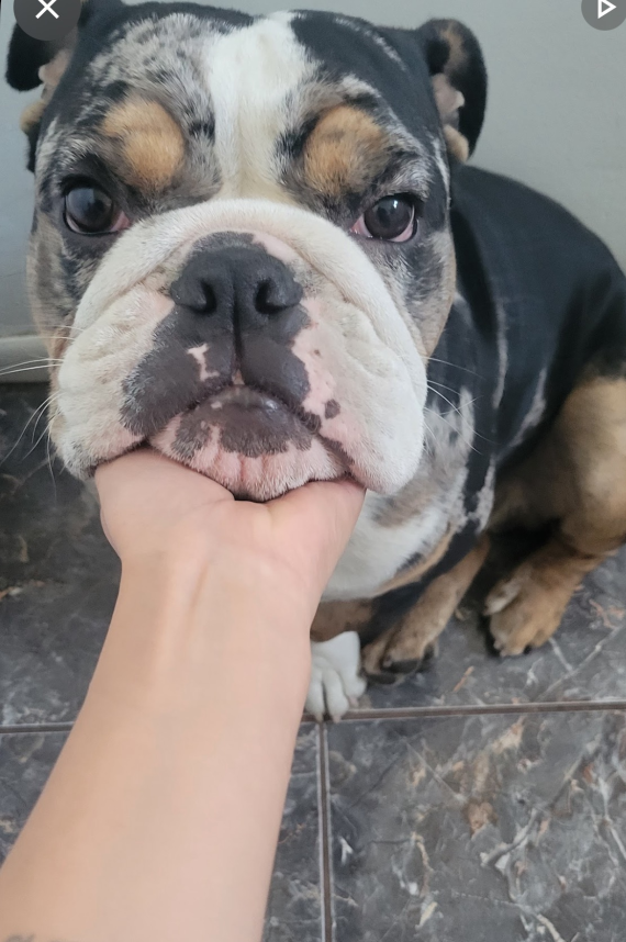 Lost Dog