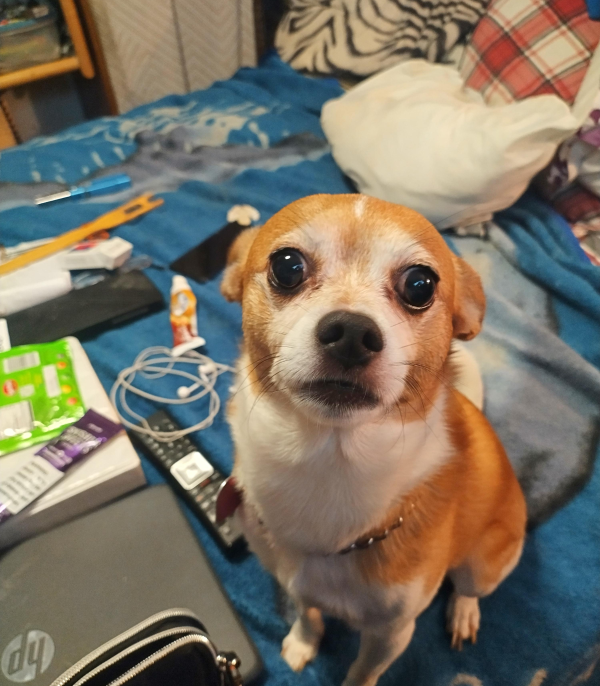Lost Dog