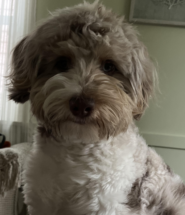 Lost Dog