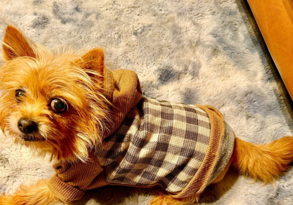Lost Dog