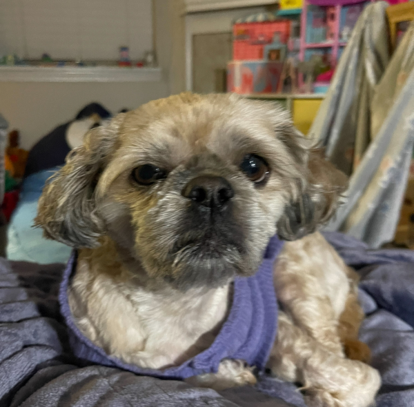 Lost Dog