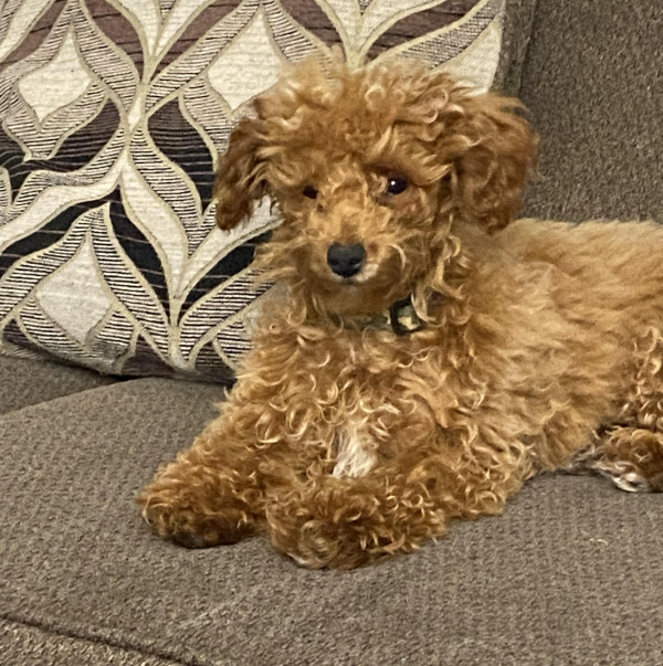 Lost Dog