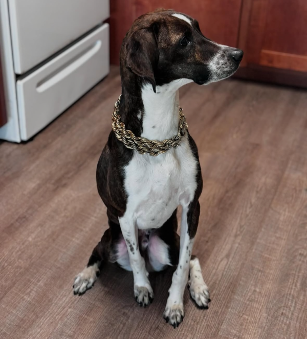 Lost Dog