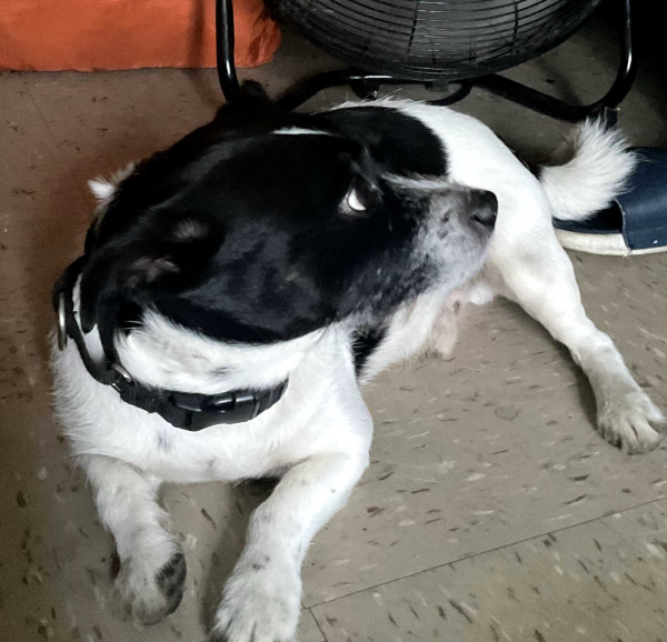 Lost Dog