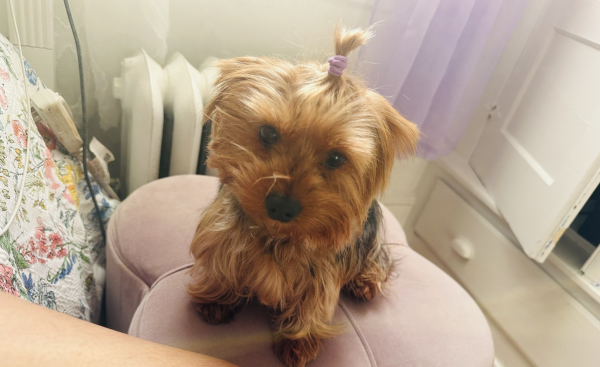 Lost Dog