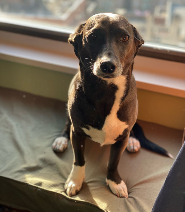 Lost Dog
