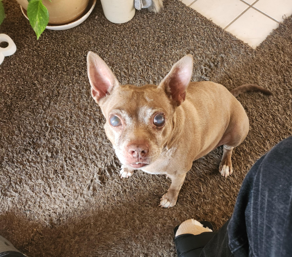 Lost Dog