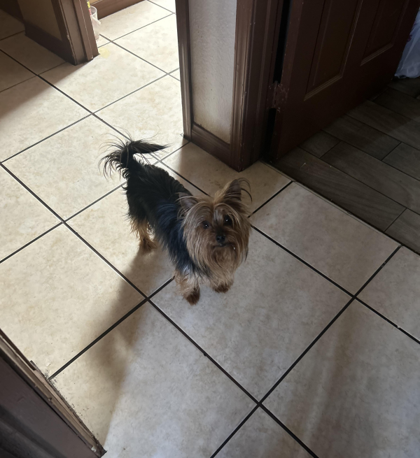 Lost Dog